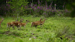 Deer in the woods behind the house