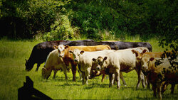 Cattle in the meadows
