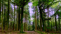 Ancient woodlands - whilst Little Bray Farm is an active Forestry, much of the old woods remain untouched.