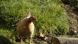 Chickens running free range.