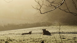 Sheep in the fields surrounding the house.