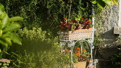 Floral Displays around the House