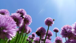 Sunshine in the herb garden