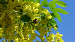 Busy bees