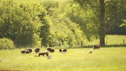 Sheep in the fields at the height of summer