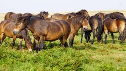 Exmoor National Park